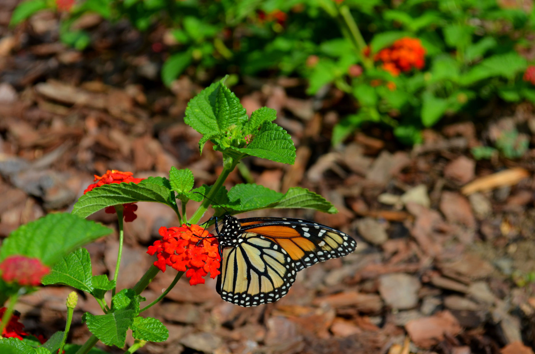 science center adult monarch.jpg